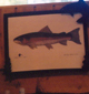 Frame Fish
